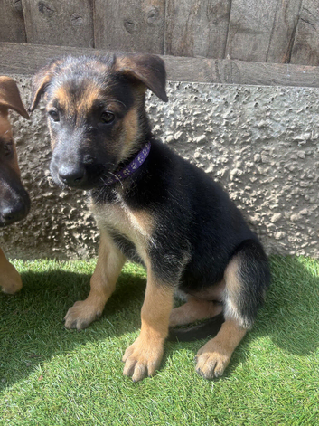 Dutch X German Shepherd puppies