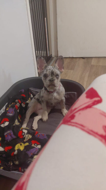 Stunning 4-Month-Old Merle French Bulldog &ndash; Fully Trained & Family Ready