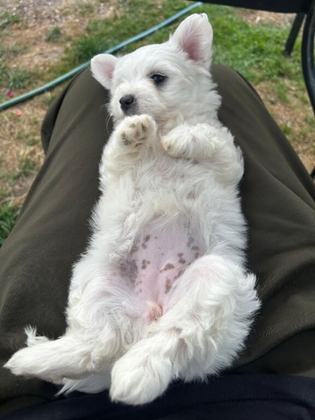 Beautiful Maltese Puppies Available