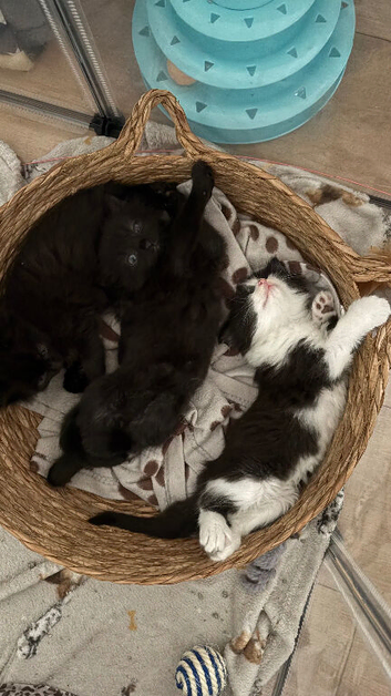 Beautiful fluffy kittens