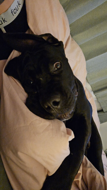 Male cane corso 7 months old