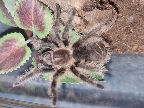 Curly Hair Tarantula good size Unsexed