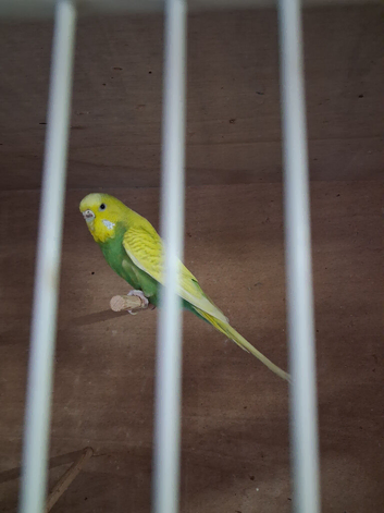 1 Female Budgie and 7 baby budgies