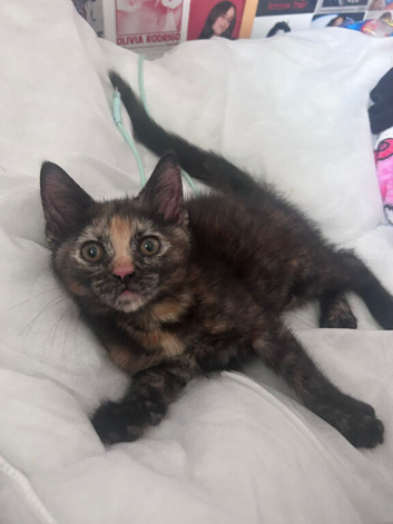 Kittens male and female