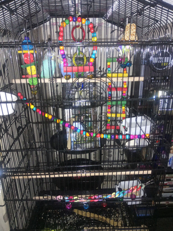 2 lovely budgies