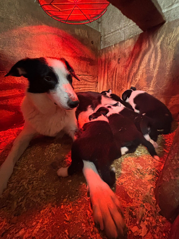 Sprollie puppies for sale