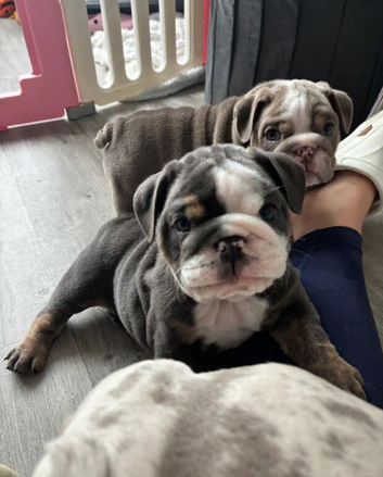 Chunky British Bulldog Puppies &ndash; 2 Girls & 2 Boys