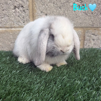 Pure breed mini lop bucks 3 left