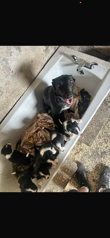 Border collie X Kelpy pups