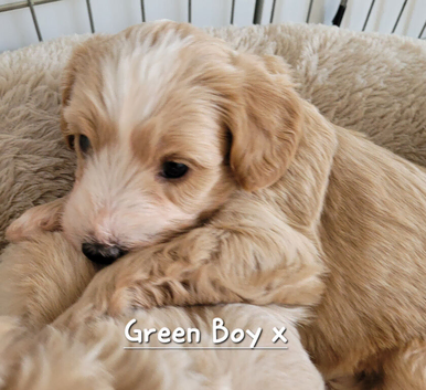 Beautiful Maltipoo Puppies 6 weeks old x2 Boys left