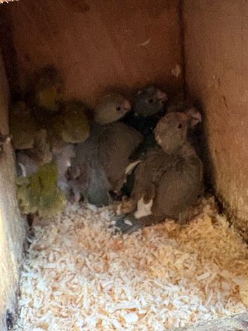 Kakariki baby&rsquo;s
