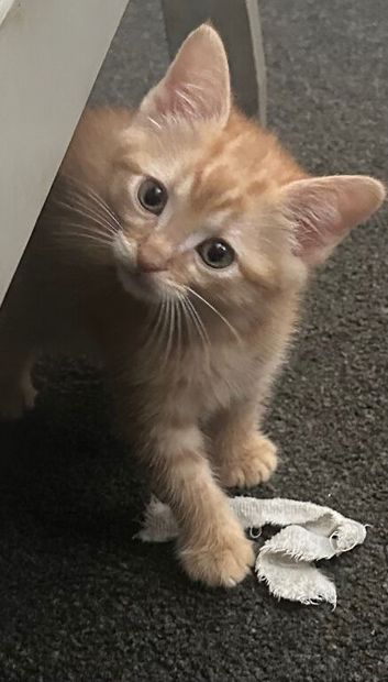 2 Male Ginger kittens
