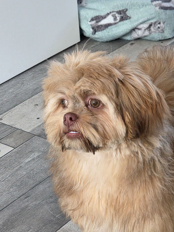 Female imperial shih tzu