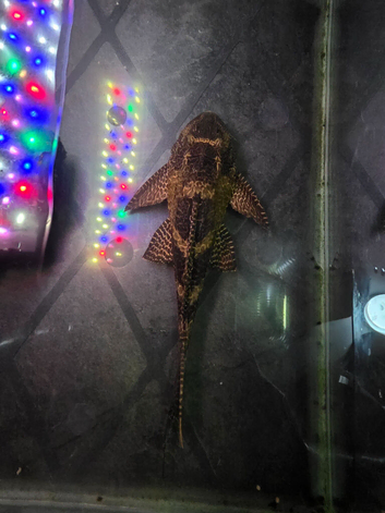 Common pleco