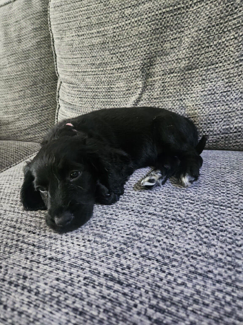 Female cockerpoo puppy