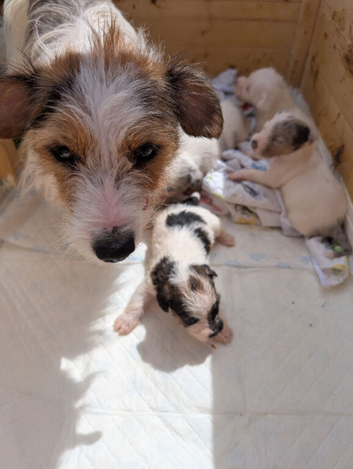 Parson Russell terrier
