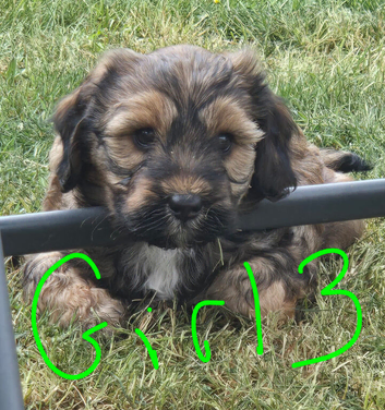 Tibetan Terrier puppies