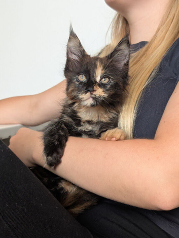 One beautiful Maine coon female kitten
