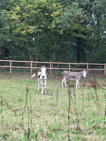 Jack and in foal jenny