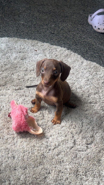 Chocolate and tan girl