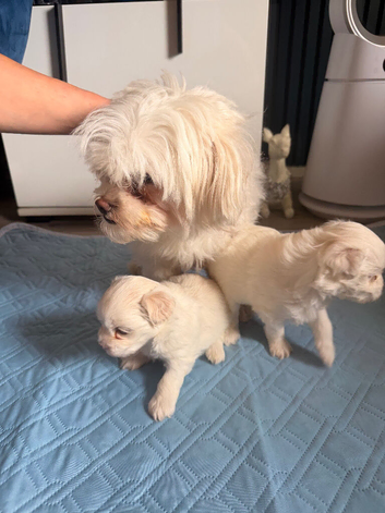 Bishon frise (Havanese) puppies