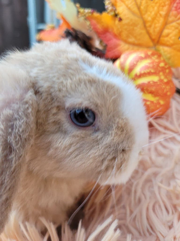 Gorgeous Litter of Mini Plush Lops ( Dense Velvet type Coat)
