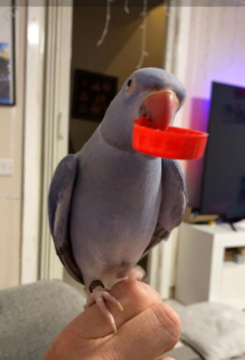 Violet female ringneck