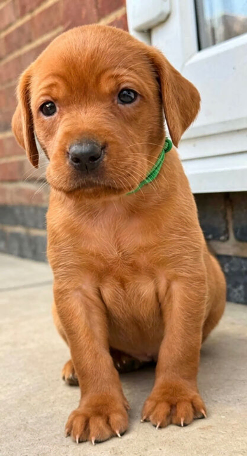 Beautiful KC Reg Dark Red Working Labrador Puppies