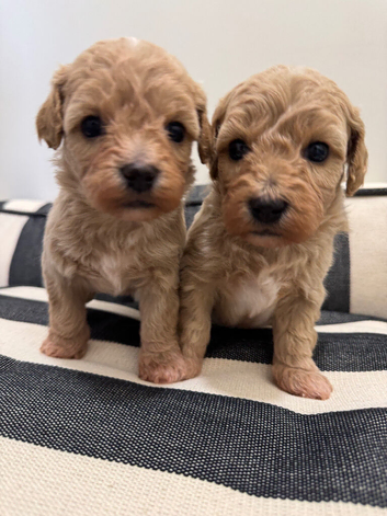 Adorable Rare Tiny Maltipoo