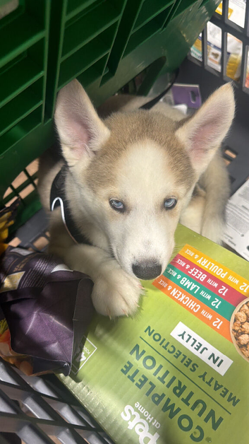 Puppie