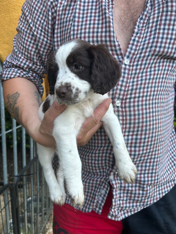 Ready to leave 5 left to find there loving homes
