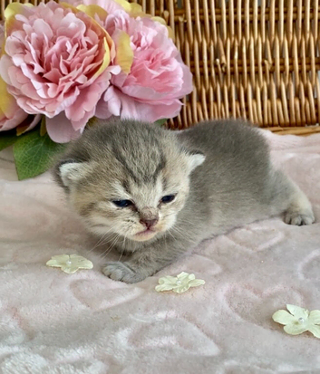 BEAUTIFUL BSH KITTENS