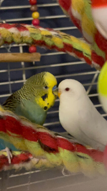 Pair of budgies
