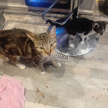 Cute kittens  ready  now can deliver