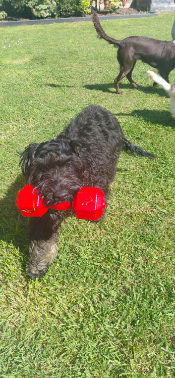 Beautiful black cockapoo puppy for sale 6month old