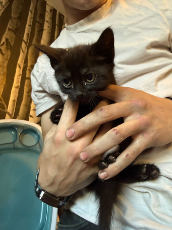 Kittens