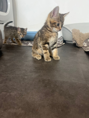 3 kittens ready for 22nd of June
