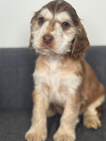 kc Show type cocker spaniels