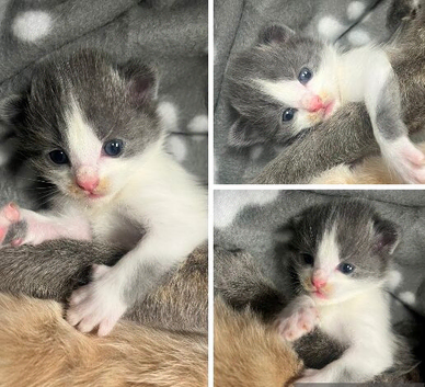 Cookies kittens