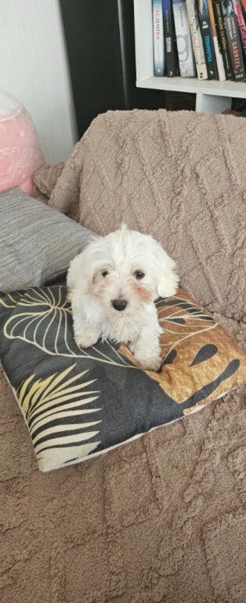 4 Adorable Maltese Puppies Looking for Loving Forever Homes!