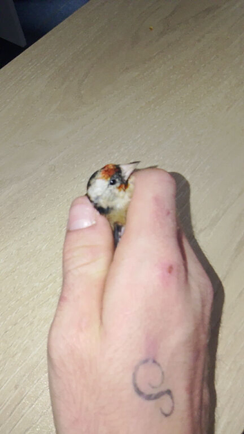 Goldfinch hen