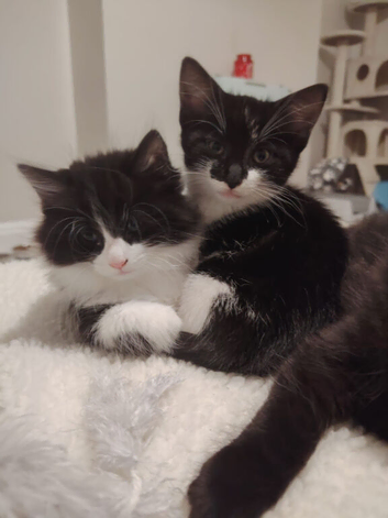 Kittens for sale