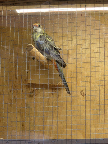Pair of rosselas