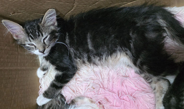 Lynx Ragdoll X kittens 10 weeks old ready to leave!