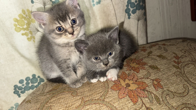 British shorthair kittens