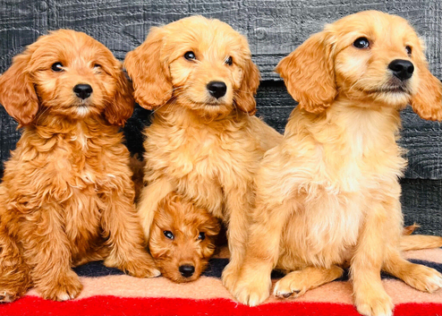 Miniature Golden Doodle Litter