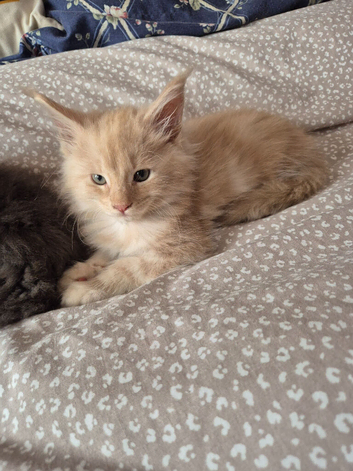 Maine coon kittens available