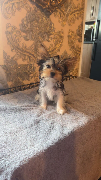 Yorkshire terrier/Mini/Particoloured/Traditional