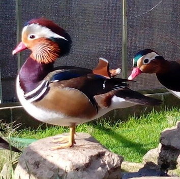 Mandarin Ducks