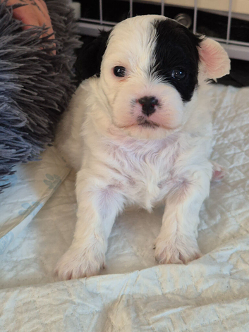 Shihpoo female